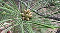 Pinus pallasiana male (pollen) cone.jpg