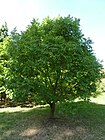 Pistacia chinensis (Anacardiaceae) (tree).JPG