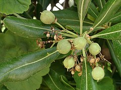 Pittosporum tobira green fruit.jpg