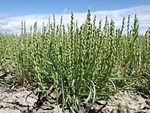 Plantago elongata (7457389188).jpg