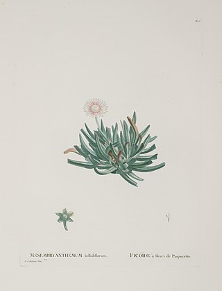 <i>Acrodon</i> Genus of succulents