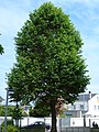 Platanus × hispanica Plátano común