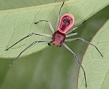 Platythomisus xiandao - male (10.3897-zookeys.852.34436) Figure 5 (cropped).jpg