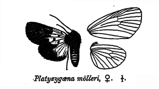 <i>Platyzygaena moelleri</i> Species of moth