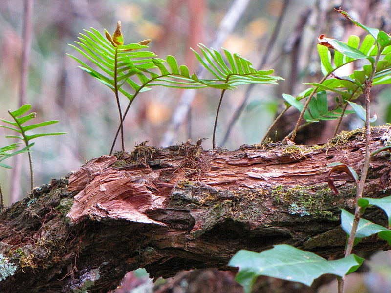 File:Pleopeltis polypodioides Brooker Creek.jpg