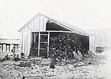 Photo of an open shed filled with severed albatross wings
