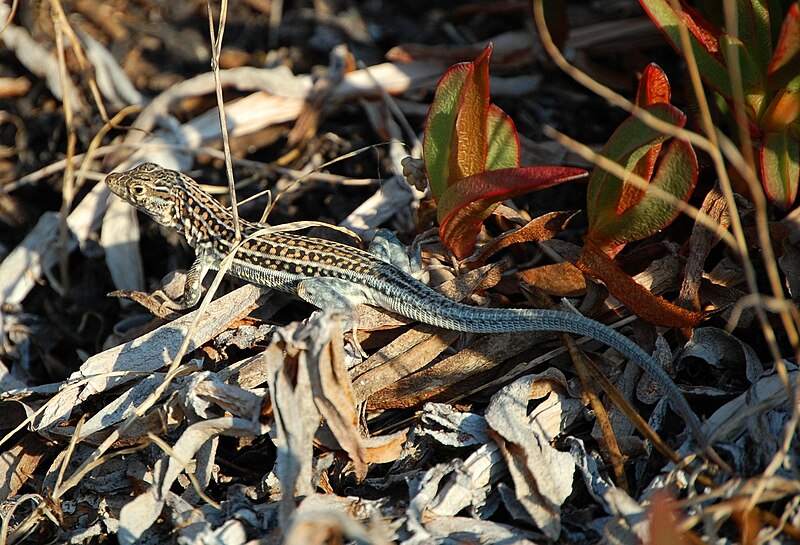 File:Podarcis hispanica.jpg