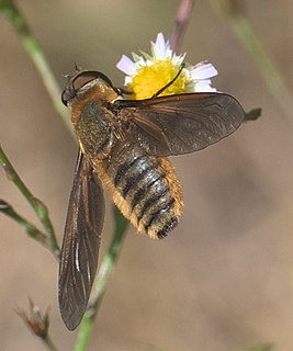 <i>Poecilanthrax lucifer</i> species of insect