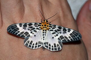 <i>Pogonopygia nigralbata</i> Species of moth