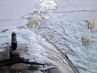 Trois ours blancs approchent le sous-marin américain USS Honolulu, émergé au milieu de la banquise à 450 km du pôle Nord. (définition réelle 2 100 × 1 575*)