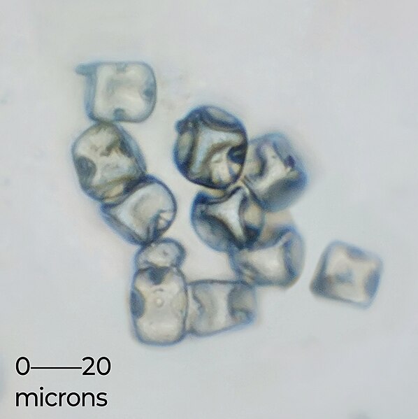 File:Pollen grains of Wrightia tinctoria.jpg