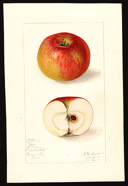 File:Pomological Watercolor POM00003729.jpg