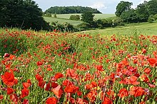 Fallow field of poppies, hay meadow and copse of woods in background, Peasemore Poppies on the field edge - geograph.org.uk - 850219.jpg