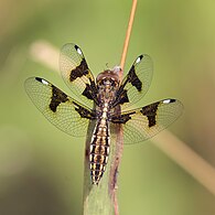 Female, Senegal