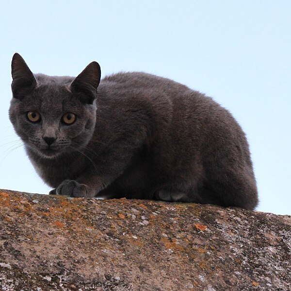 File:Portugal - Algarve - Montes de Alvor - cat on the wall (2016; cropped 2023).jpg