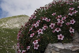 Trandafirul de Triglav (Potentilla nitida)