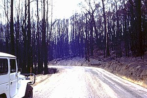 Extensive areas of mountain ash forest around Powelltown were all killed by the fire. This resulted in a massive timber salvage operation - February 1983. Source: Peter McHugh. FCRPA* collection. Powelltown 1983.jpg