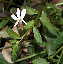 Pratia purpurascens cropped.jpg