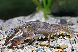 Procambarus fitzpatricki.jpg