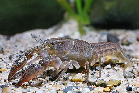 Procambarus fitzpatricki