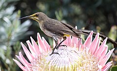 Promerops cafer -Cape Town, South Afirca -male-8.jpg