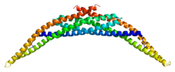 Протеин ARFIP2 PDB 1i49.png