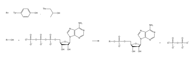 Figure 4. Scheme of protein adenylylation of threonine and tyrosine side chains, a biological application of group transfer reactions. This figure is adapted from Hedberg and Itzen. Protein adenylylation.png