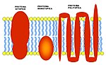 Miniatura per Proteina di membrana