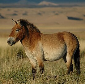 Przewalski lova (E. f. przewalskii)