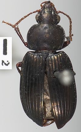 Pseudabarys brasiliensis