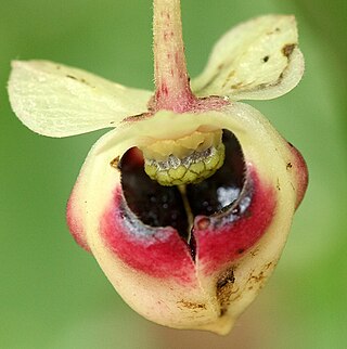 <i>Pseuduvaria mulgraveana</i> Species of plant in the family Annonaceae