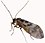 Psocoptera (white background).jpg