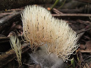 <i>Pterula subulata</i> Species of fungus