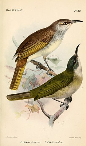 Lichmera lombokia (abaixo) Ilustração de Joseph Smit, 1884