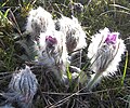 Pulsatilla grandis Česko - Třebíč