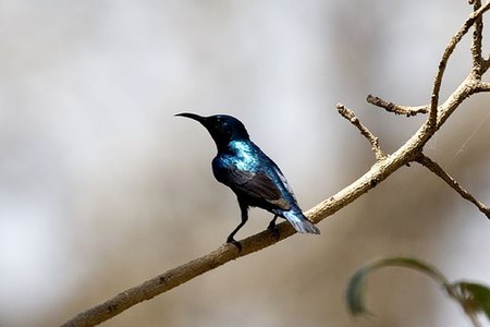 PurpleSunbird.jpg