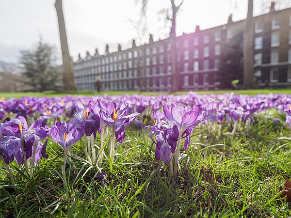 Image: Purple crocus flowers of spring (33185515991)