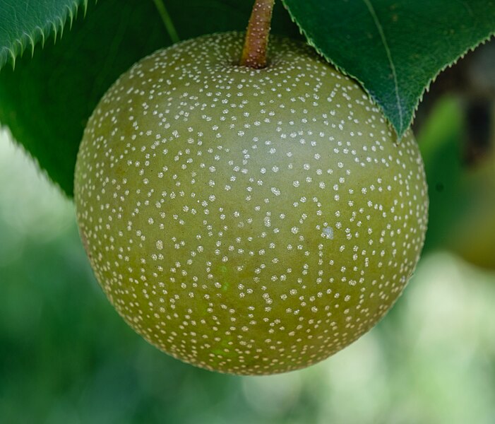 File:Pyrus pyrifolia (Raja) fruit 1 LR.jpg