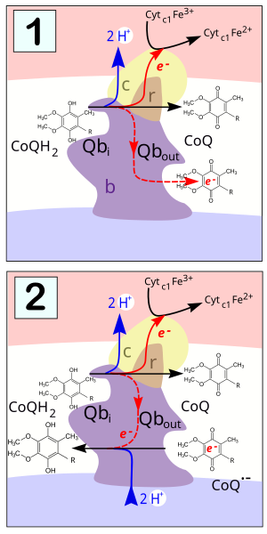 File:Q-Zyklus-simple-asw.svg