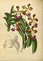 Vanda insignis Plate 172 in: R.Warner - B.S.Williams: The Orchid Album (1882-1897)