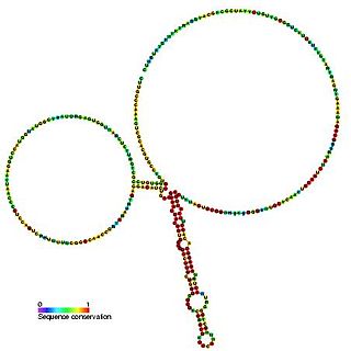 <span class="mw-page-title-main">SpeF leader</span> Cis-acting element