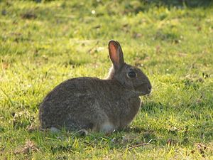 Rabbit (Oryctolagus cuniculus) (5562739802).jpg