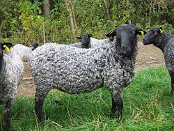 Herde von Gotlands, die in Dänemark gezüchtet wurden.