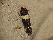 Recurvaria leucatella 2.jpg