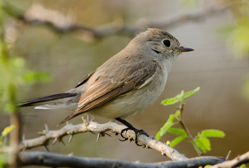 File:Red Breasted Flycatcher, female, clicked at Nagpur by Dr. Tejinder Singh Rawal.jpg