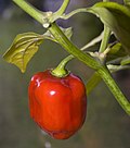 Thumbnail for Red Savina pepper