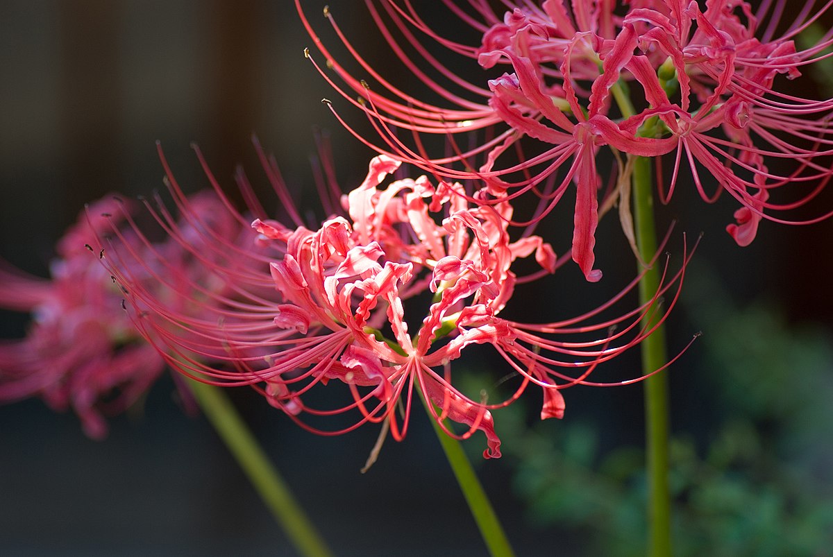 Почему японцев так пугают алые цветы ликориса