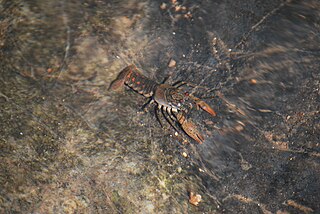 <i>Faxonius acares</i> Species of crayfish