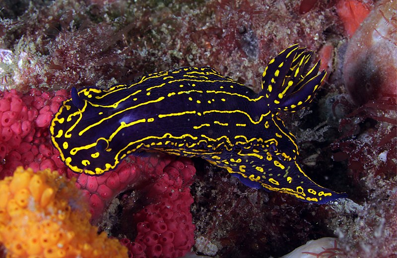 File:Regal Sea Goddess Nudibranch.jpg