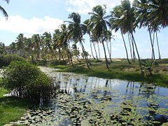 Restinga na Costa do Sauípe.JPG